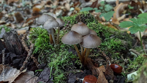Macro photo of mushrooms on rotten wood in the woods with moss and dry leaves