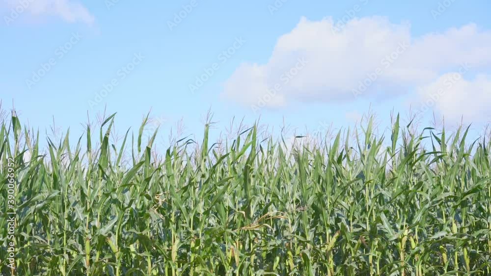 green cornfield with big leaves under blue sky with white clouds slow motion front view green cornfield with big leaves under blue sky with white clouds slow motion front view