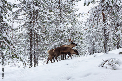 A couple of deer are walking in the snow of the winter forest.