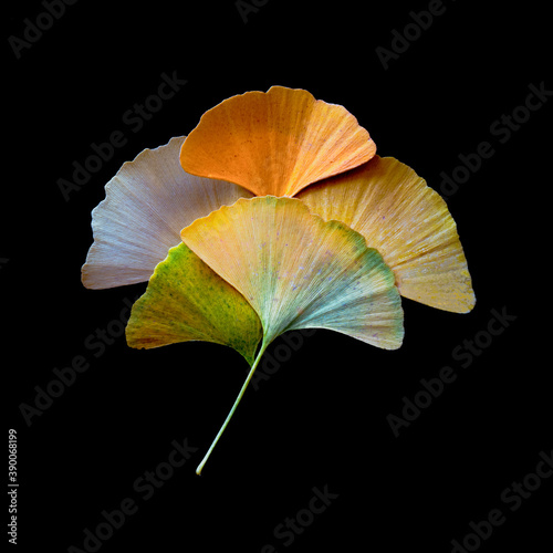 feuilles ginkgo mortes Arbre aux mille écus Arbre aux quarante écus, l’Abricotier d'argent photo