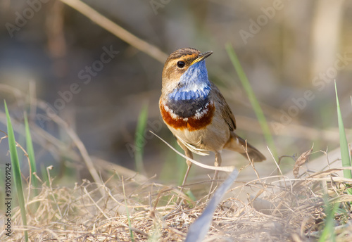 Bluethroat, Luscinia svecica. In the early morning, the bird walks among the grass in search of food