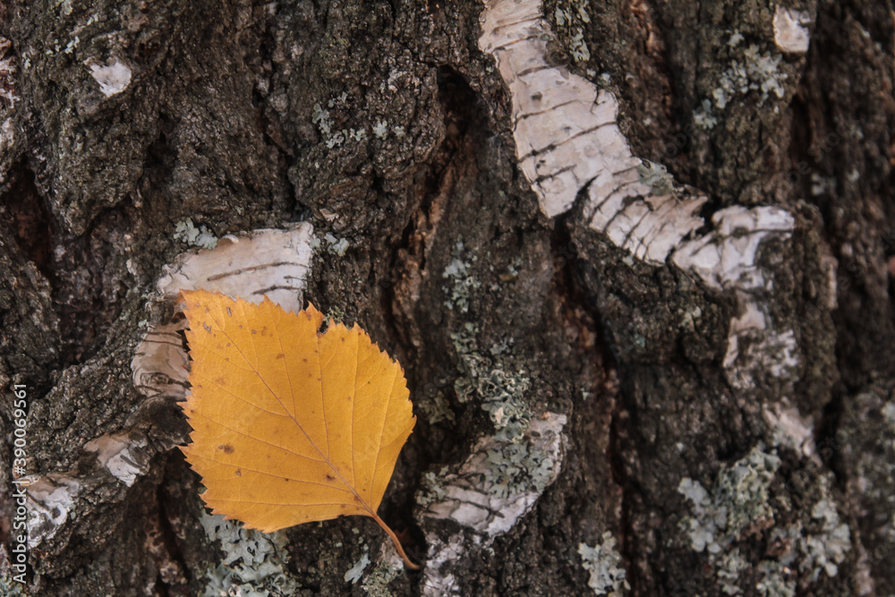 Yellow fallen leaf on the bark of a birch trunk