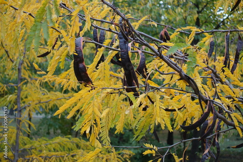 Legumes and yellow leaves of honey locust tree in October