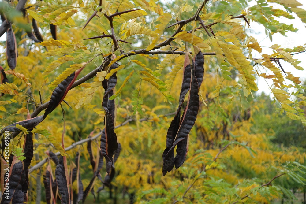 Fototapeta premium Pods on thorny branches of honey locust in October