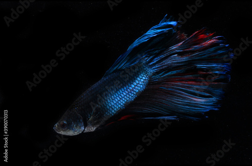 Beautiful Blue Giant Half Moon Betta fish, at Black background
 photo