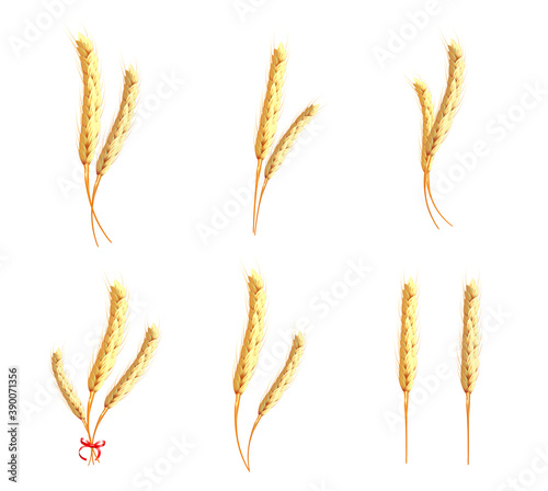 Realistic oat bunch, yellow sereals for backery, flour production design. Ears of wheat. Bakery design element