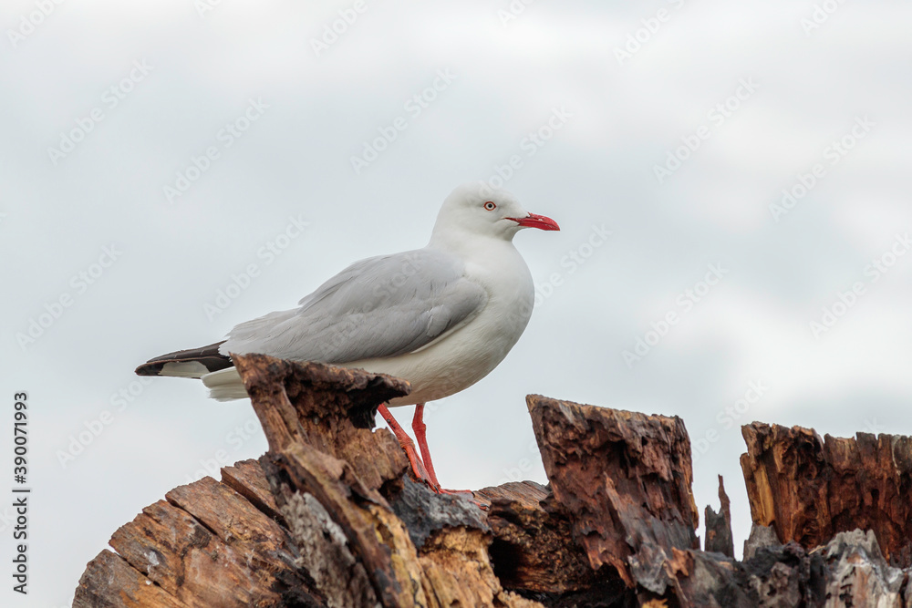 Silver Gull on a tree stump