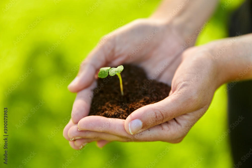 gardening, environment and nature concept - cupped hands holding plant growing in handful of soil at summer garden gardening, environment and nature concept - cupped hands holding plant growing in handful of soil at summer garden