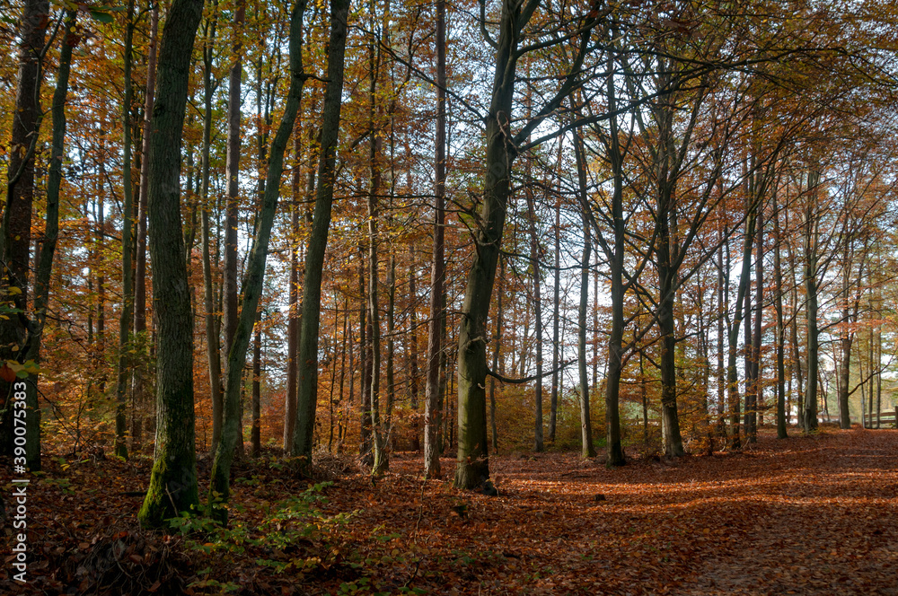 golden autumn forest