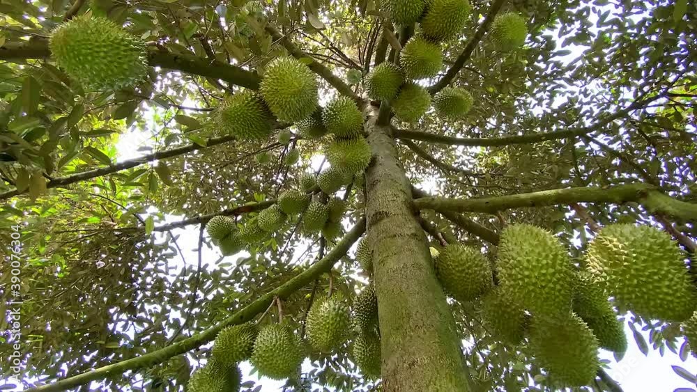 many durians on the tree