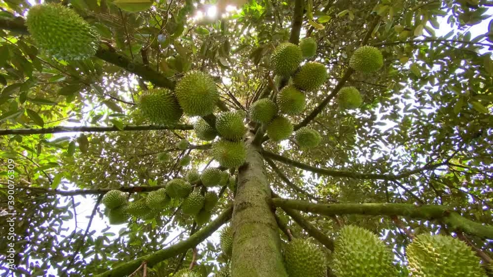 many durians on the tree