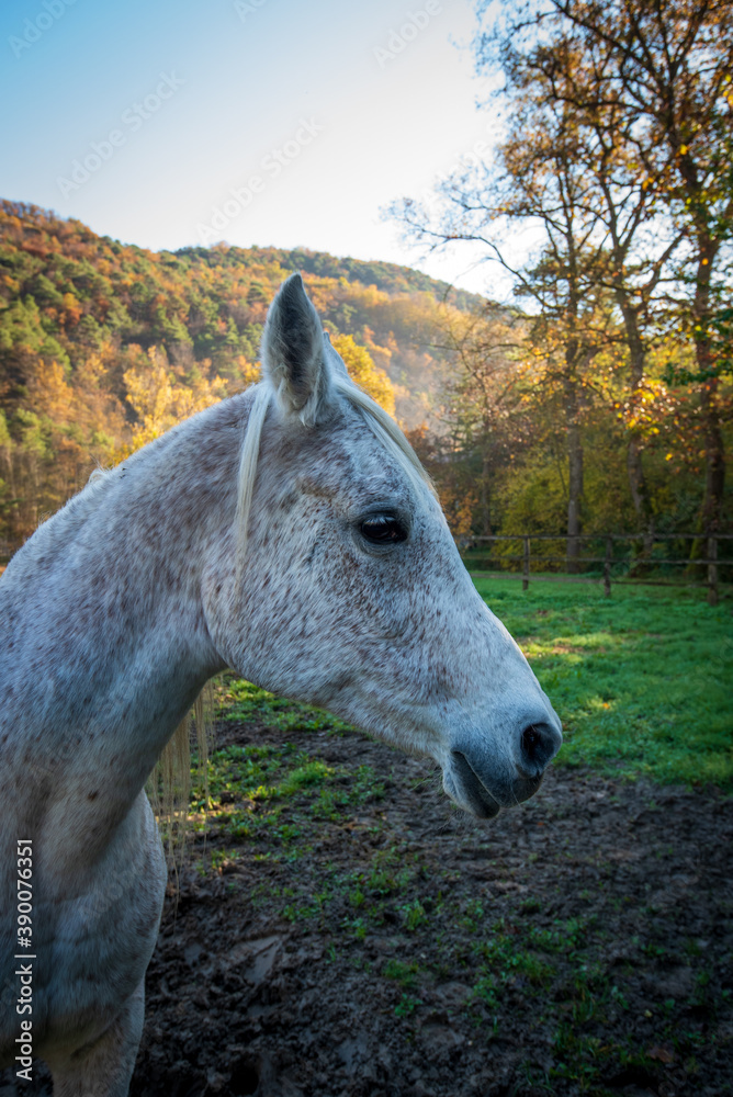Fototapeta premium a horse in the enclosure