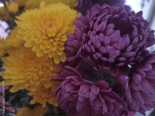 chrysanthemum in a garden