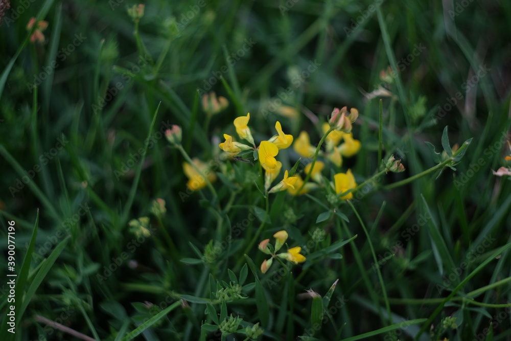 Common Bird's Foot Trefoil Lotus corniculatus in a Wildflower Meadow Common Bird's Foot Trefoil Lotus corniculatus in a Wildflower Meadow