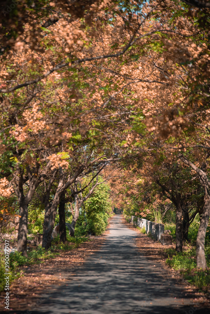 Taxodium distichum in Autumn in Taiwan