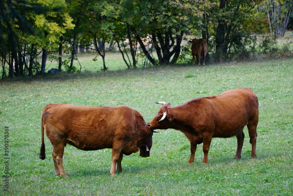 two brown cows on the pasture licking one another two brown cows on the pasture licking one another