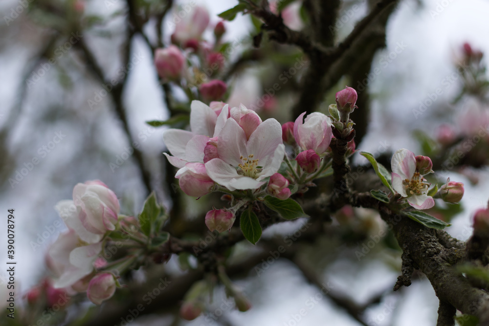 Apple tree flowers Apple tree flowers