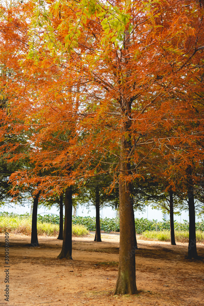 Fototapeta premium Taxodium distichum in Autumn in Taiwan
