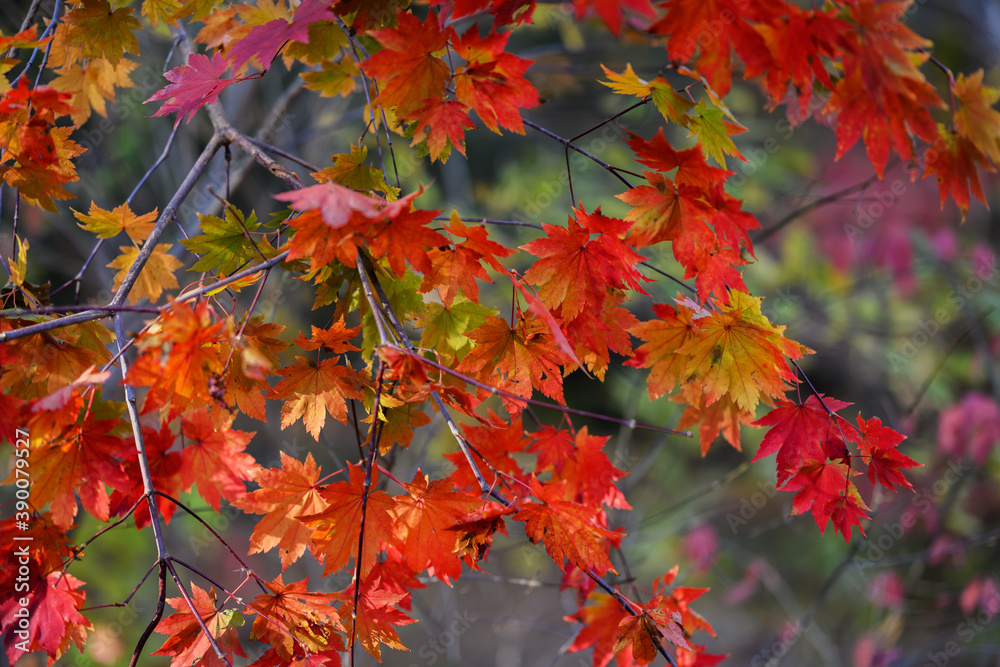 Autumn in forest - maple leaves in sunlight. Autumn in forest - maple leaves in sunlight.