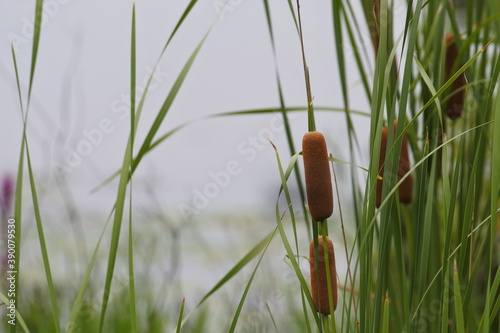 Cattail are growing in clusters at the wetland.