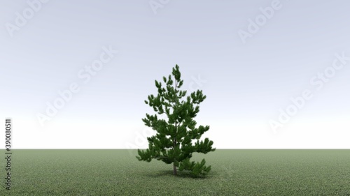 3d rendering of a realistic tree with meadow green