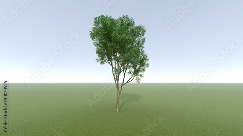 3d rendering of a realistic tree with meadow green