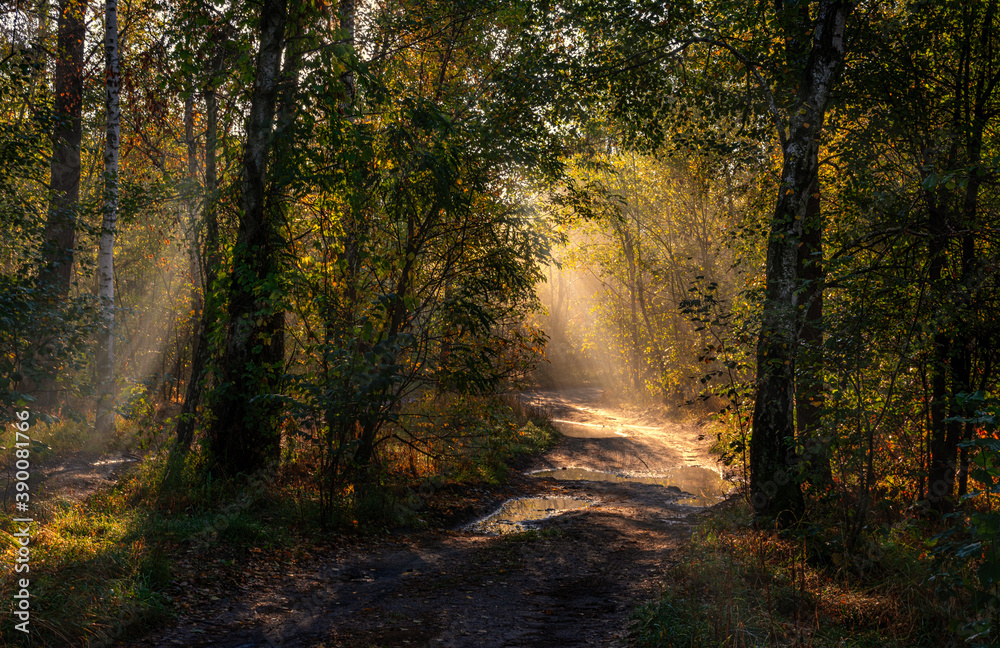 Naklejka premium Morning in the forest. Nice sunny weather. The sun's rays make their way through the branches of the trees. Fall.