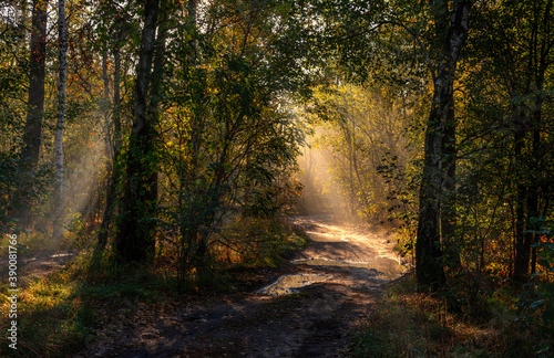 Morning in the forest. Nice sunny weather. The sun's rays make their way through the branches of the trees. Fall.