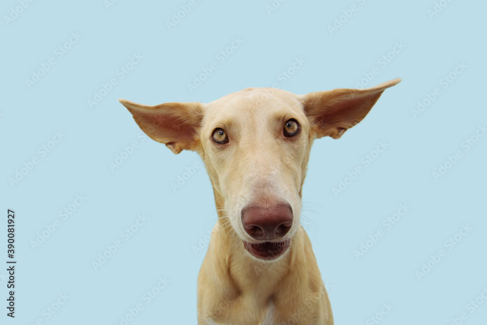 Funny confused or disconfort dog expression with big  ears flattening. Isolted on blue background.