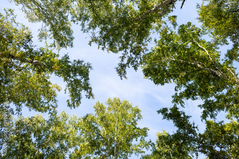 Fototapeta premium Low angle view of birch forest in spring