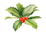 Christmas branch holly on white background, watercolor botanical illustration
