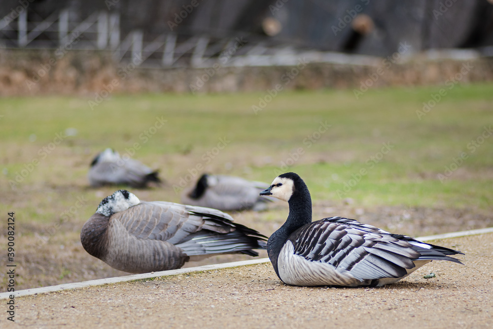 black and white duck, Barnacle goose, Branta leucopsis, single feral goose resting