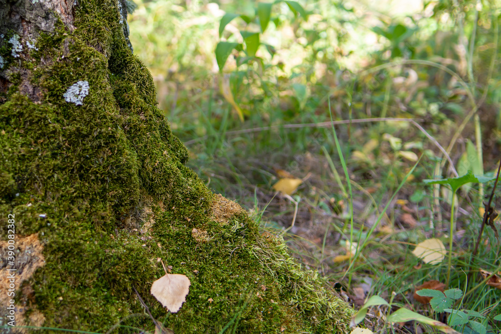 the trunk of an old birch tree densely overgrown with green moss the trunk of an old birch tree densely overgrown with green moss