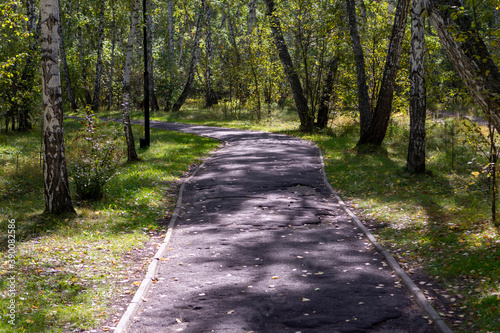 asphalt path in the park among birches