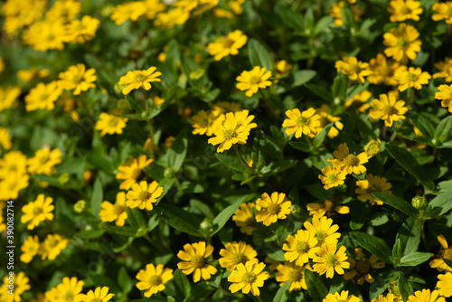 yellow flowers blossom in the garden