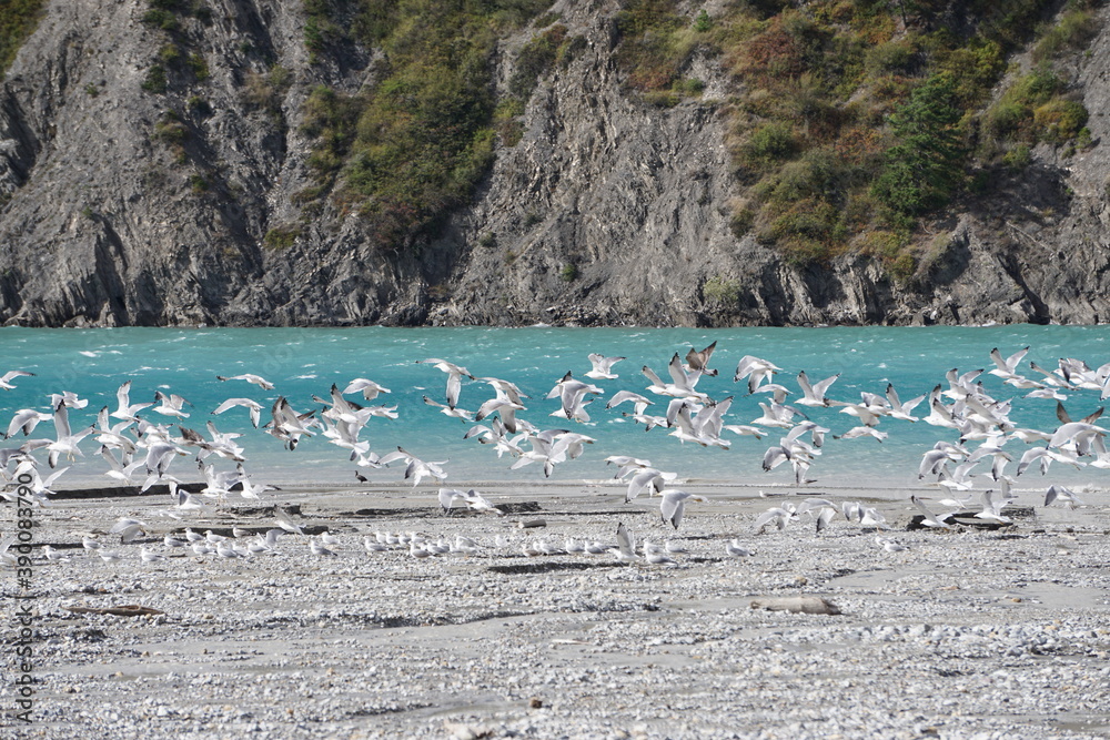 flock of seagulls on the beach in flight