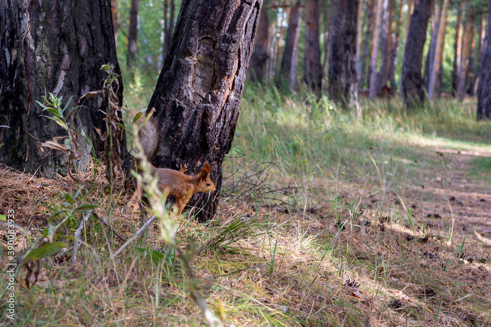 curious little squirrel in the autumn forest