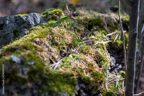 green moss on a fallen tree on a sunny day