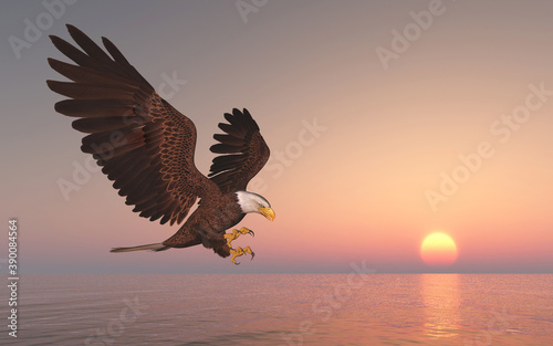 Seeadler bei Sonnenuntergang über dem Meer © Michael Rosskothen