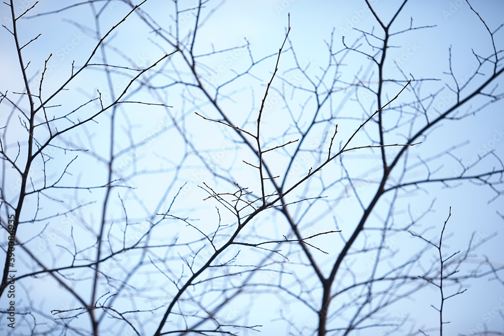 autumn branches without leaves background / abstract seasonal nature background, bare branches, leaves flew around, autumn autumn branches without leaves background / abstract seasonal nature background, bare branches, leaves flew around, autumn