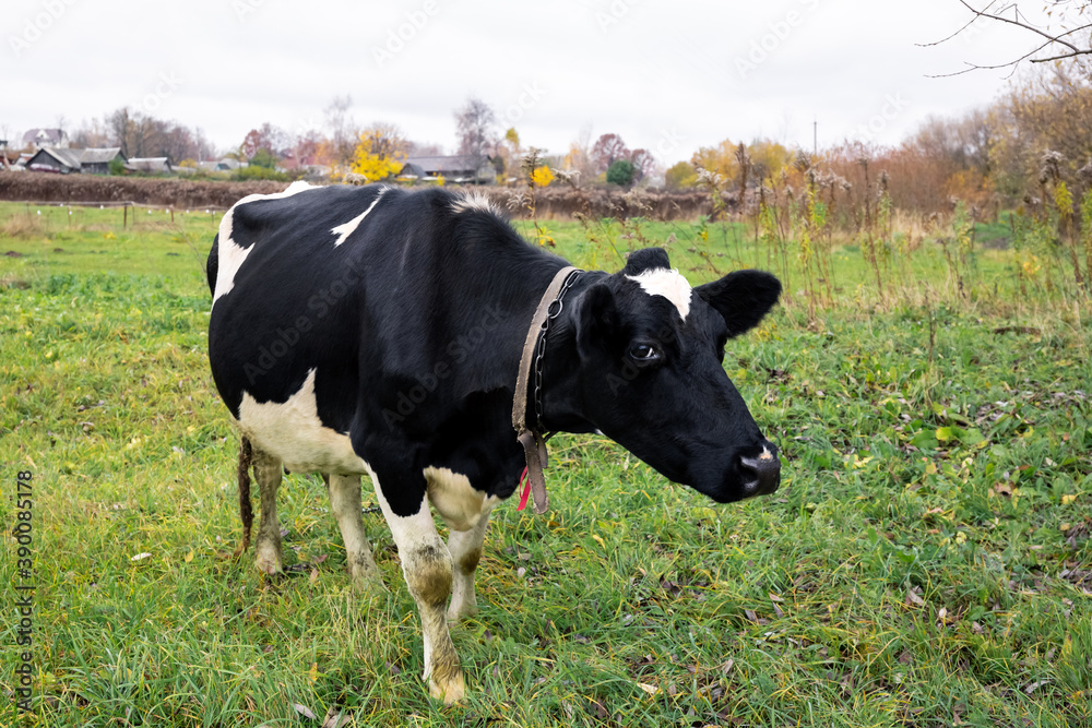 One spotted black and white cow grazes in a green meadow in the countryside. Autumn landscape with cattle. Home keeping of a dairy cow One spotted black and white cow grazes in a green meadow in the countryside. Autumn landscape with cattle. Home keeping of a dairy cow
