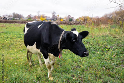 One spotted black and white cow grazes in a green meadow in the countryside. Autumn landscape with cattle. Home keeping of a dairy cow