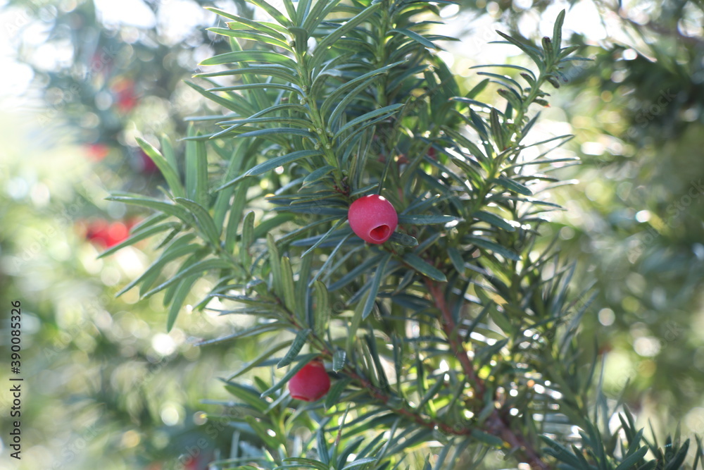 berries on a tree, Christmas tree