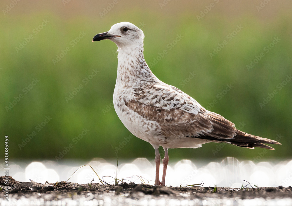 Pontische Meeuw, Caspian Gull, Larus cachinnans Pontische Meeuw, Caspian Gull, Larus cachinnans