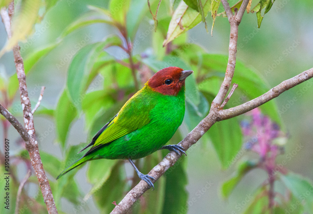 Okerkaptangare, Bay-headed Tanager, Tangara gyrola Okerkaptangare, Bay-headed Tanager, Tangara gyrola