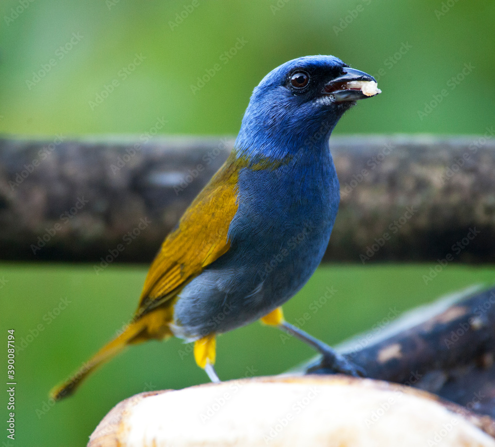 Blauwkaptangare, Blue-capped Tanager, Thraupis cyanocephala