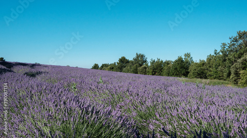 field of purple lavender