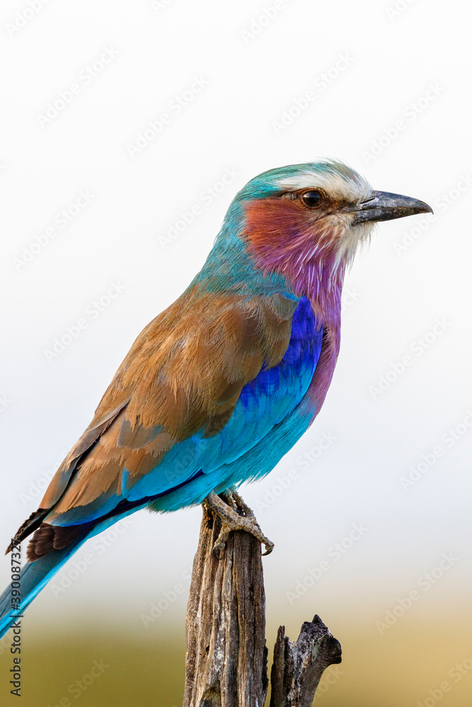 Close up of a Lilac-breasted roller in Africa