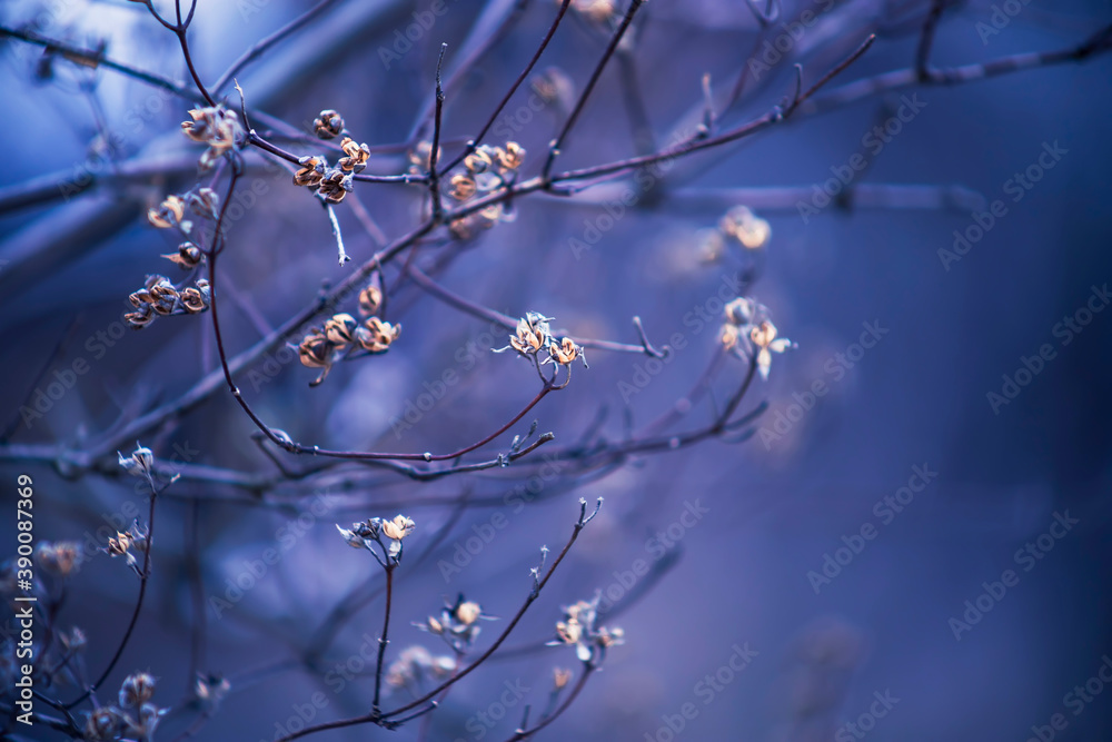 The first leaves of lilac in spring. The buds of lilac growing in early spring. The first leaves of lilac in spring. The buds of lilac growing in early spring.