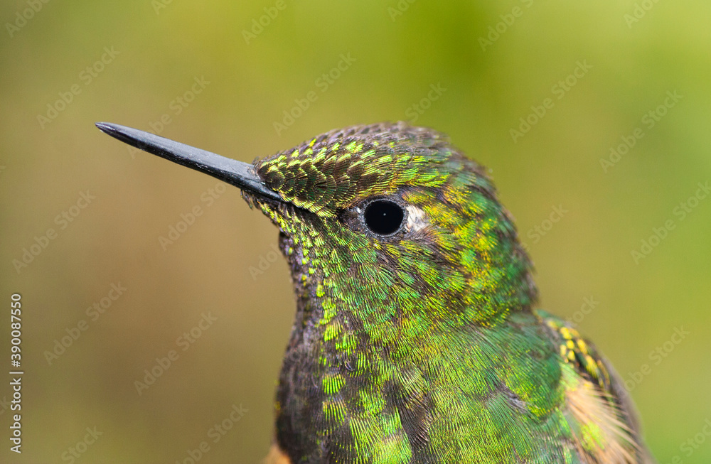 Fototapeta premium Bruinstaart-hoornkolibrie, Buff-tailed Coronet, Boissonneaua flavescensa